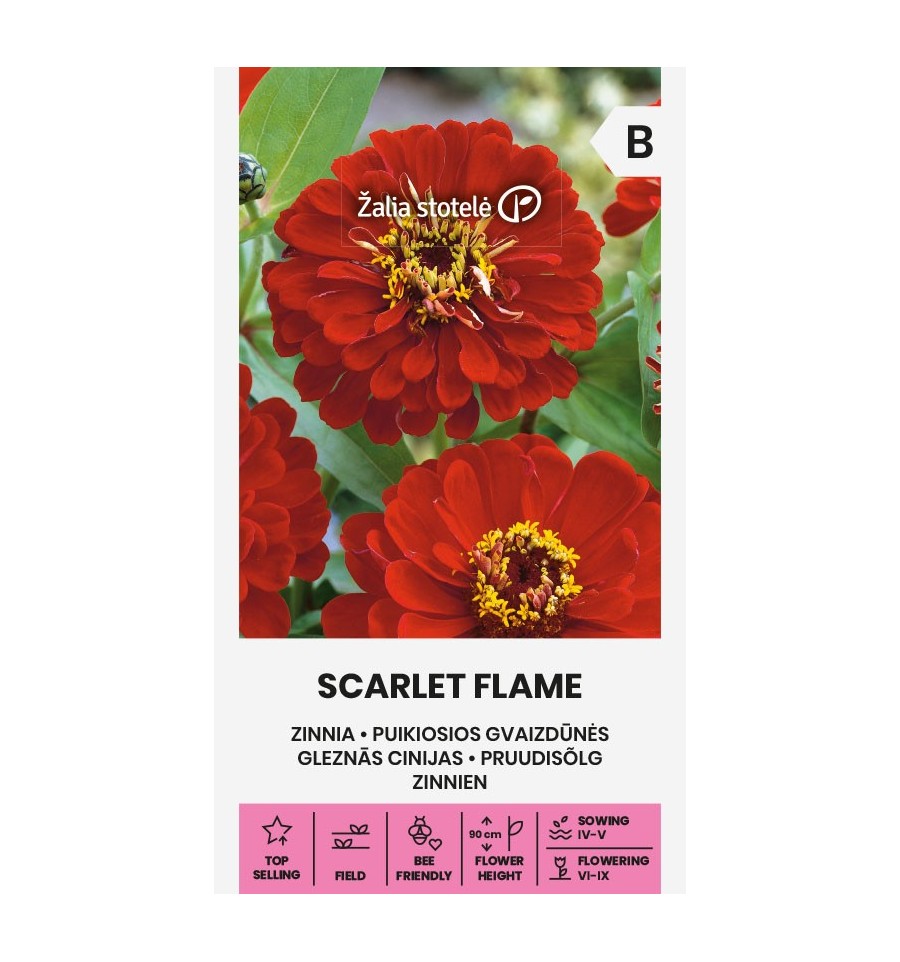 ZINNIA SCARLET FLAME
