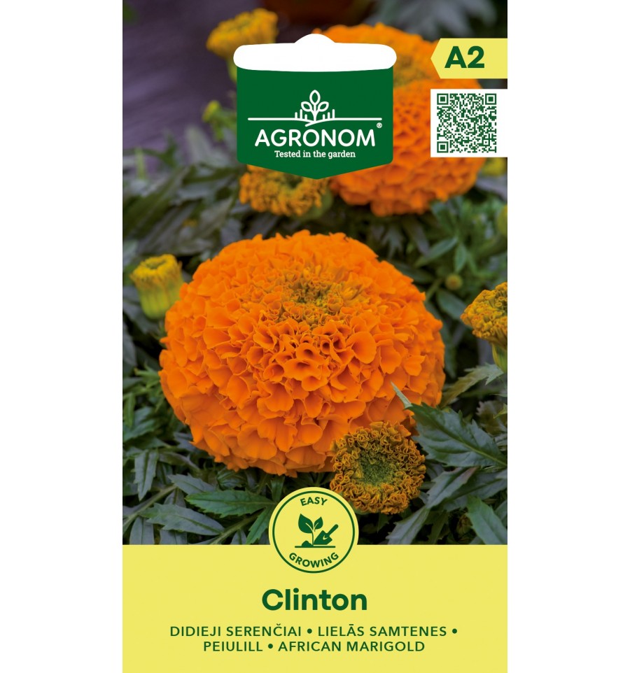 AFRICAN MARIGOLD CLINTON