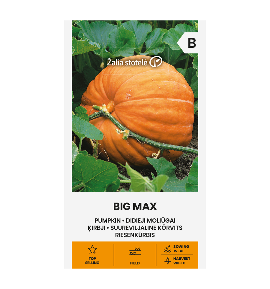 PUMPKIN BIG MAX