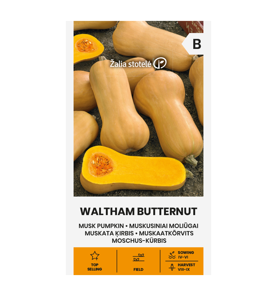 MUSK PUMPKIN WALTHAM BUTTERNUT