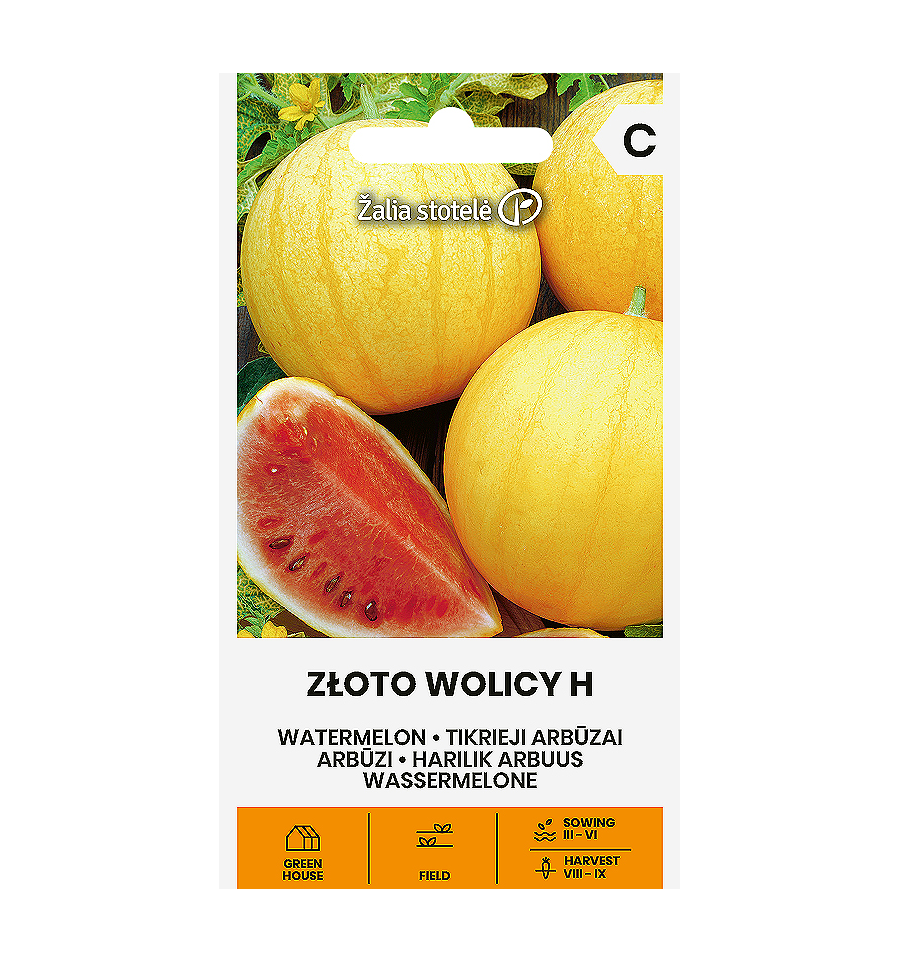 WATERMELON ZŁOTO WOLICY H