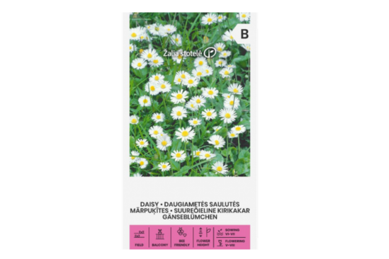 بذور الأقحوان المعمّر Daisy