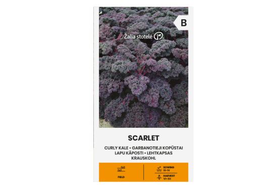 بذور الكDG الأجعد الأحمر Scarlet
