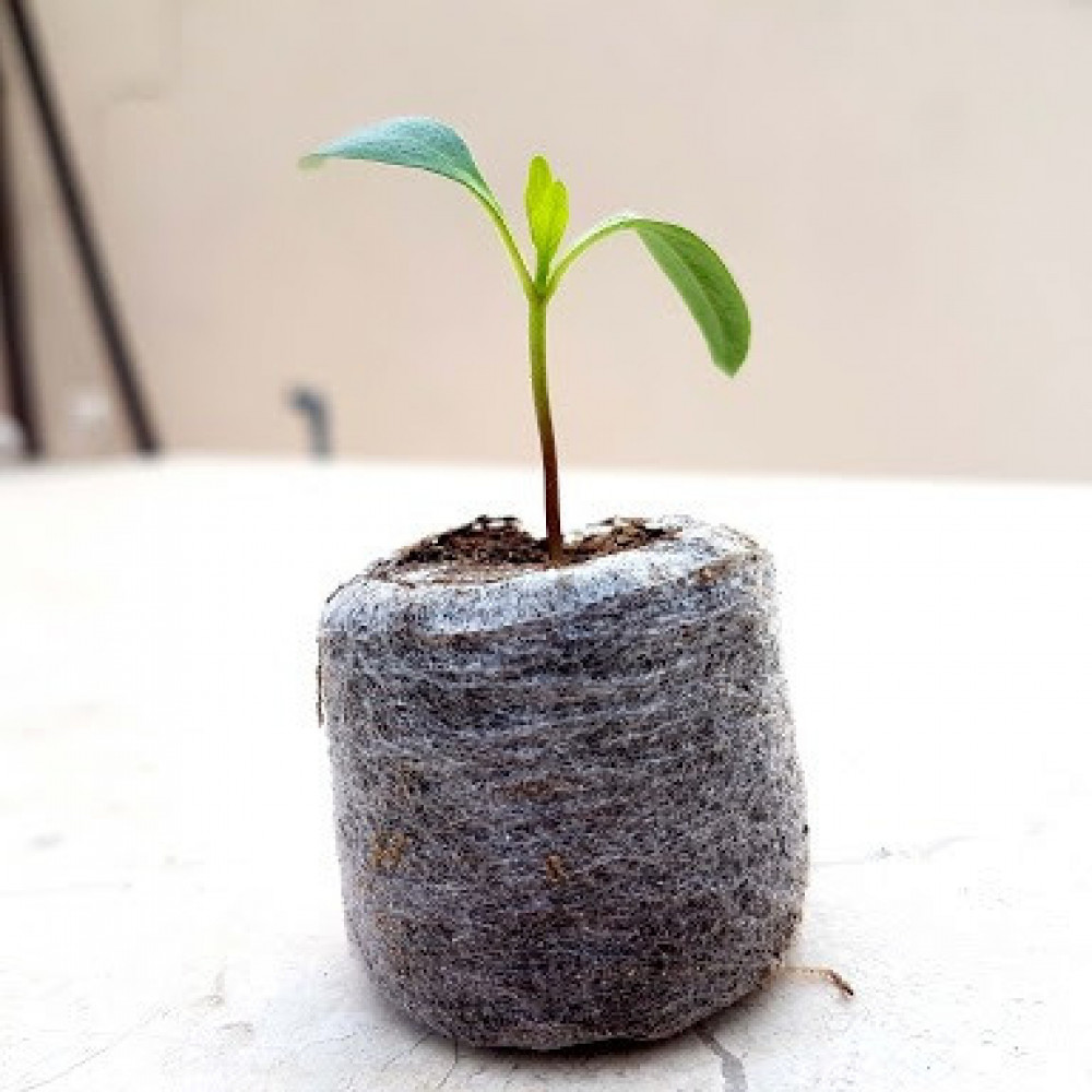 قرص تربة الجفي للزراعة من  Jiffy Peat Soil Pellet | نمو سهل وسريع للبذور والعقل - 2