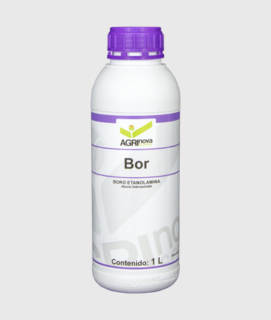 بور  Bor