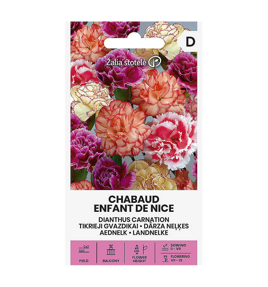 DIANTHUS CARNATION CHABAUD Enfant DE NICE
